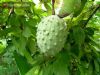Annona diversifolia / ilama